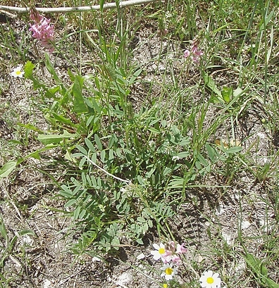 Onobrychis viciifolia